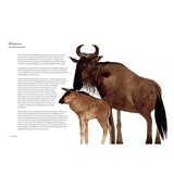 Atlas of amazing migrations children's book written by Megan Lee with illustrations by Matt Sewell