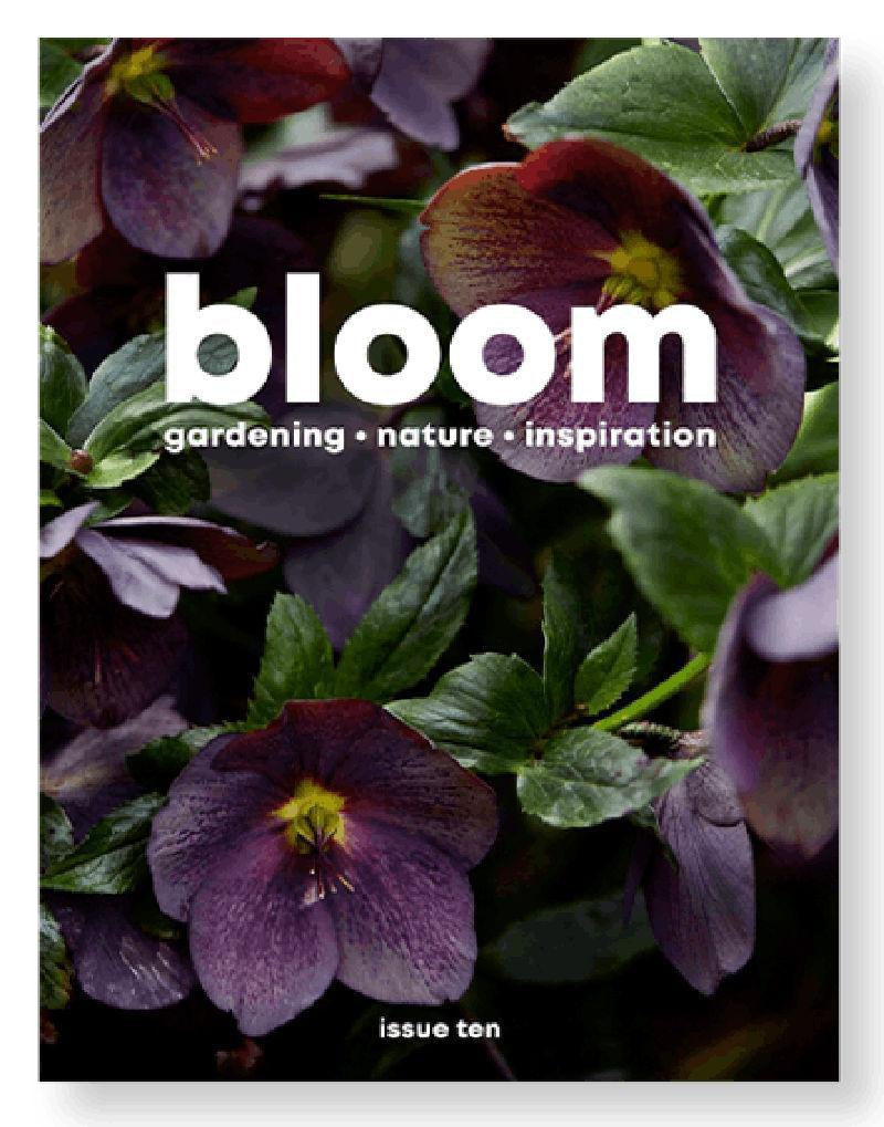 Blue Brontide features in bloom magazine
