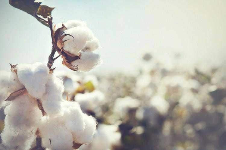 Organically grown cotton