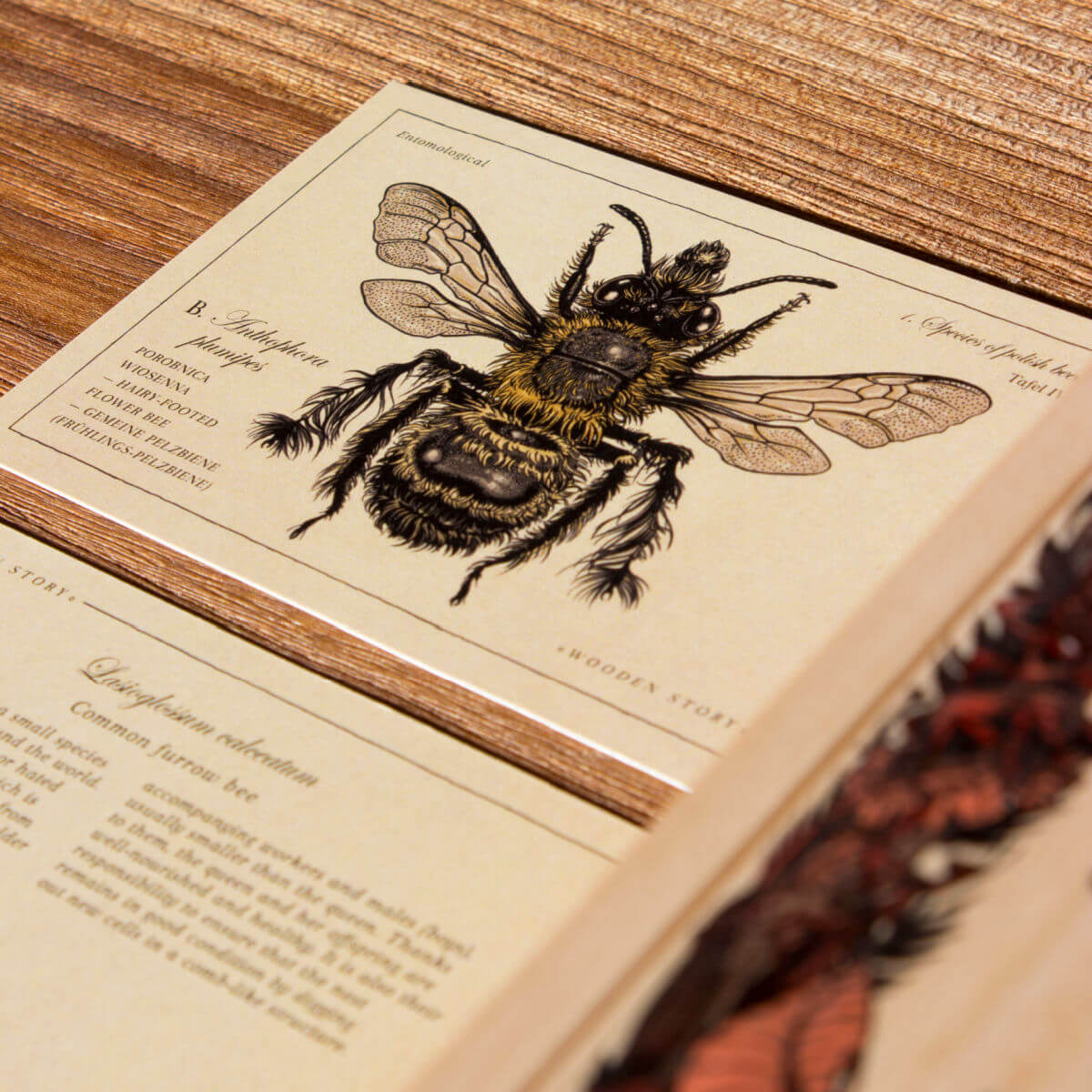 wooden blocks in species of bees design by wooden story