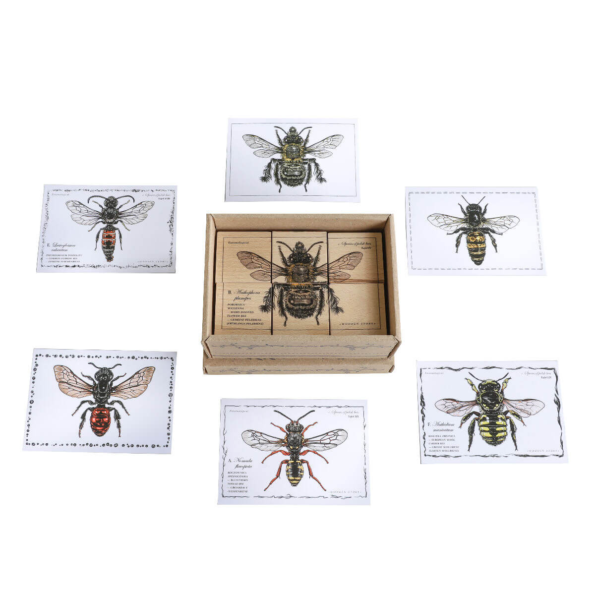 wooden blocks species of bees educational toys by wooden story