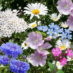 finn's garden friends seedbom flowers by kabloom